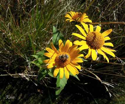 Minnesota_Sunburg_naturens_praerie