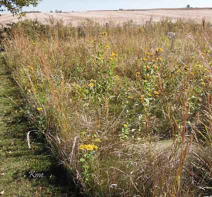 Minnesota_Sunburg_naturens_praerie