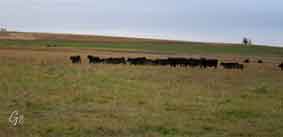 Montana_Melville
