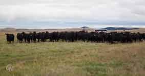 Montana_Melville_