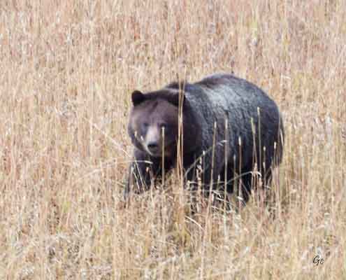 Wyoming_Yellowstone_National_Park
