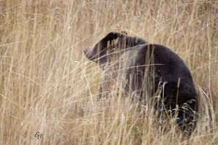 Wyoming_Yellowstone_bear
