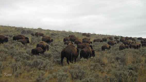 Wyoming_Yellowstone_National_Park