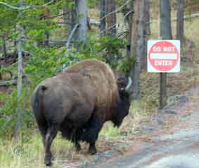 Wyoming_Yellowstone_National_Park