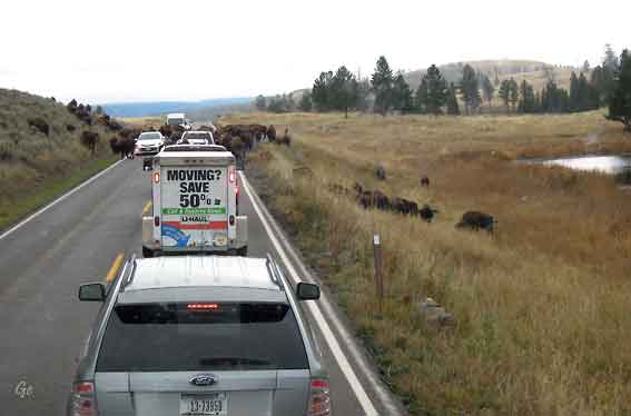 Wyoming_Yellowstone_National_Park