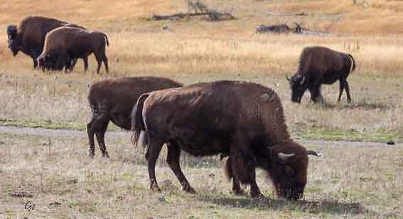 Wyoming_Yellowstone_National_Park