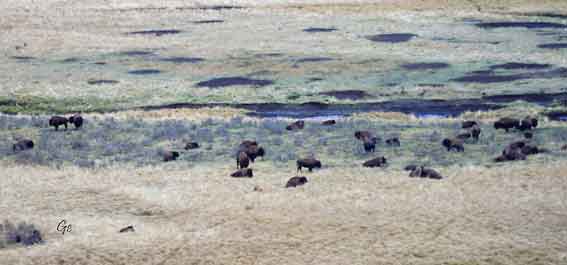 Wyoming_Yellowstone_National_Park