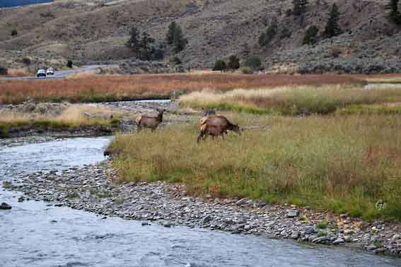 Wyoming_Yellowstone_National_Park