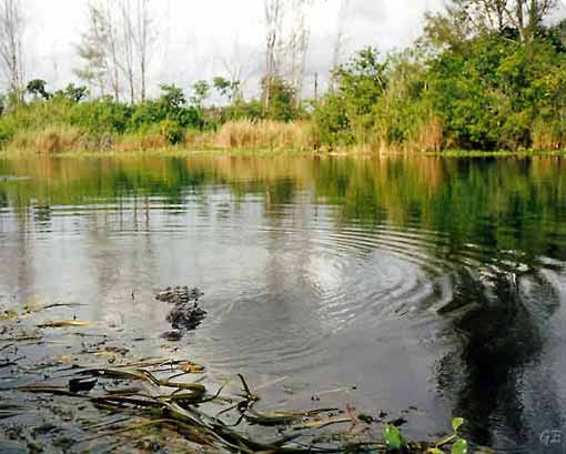 Florida_Everglades_alligator