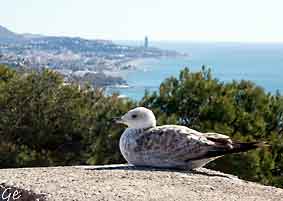 Spania_Malaga_Gibralfaro_utsikt