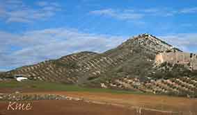 Spania_Malaga_Granada_oliven
