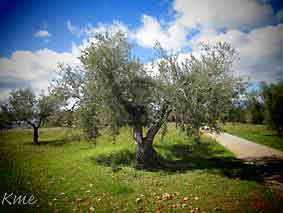 Spania_Granada_oliventre