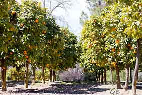 Spania_Granada_appelsintre